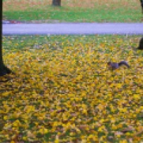 A squirrel among the yellow leaves
